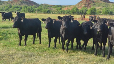 cattle