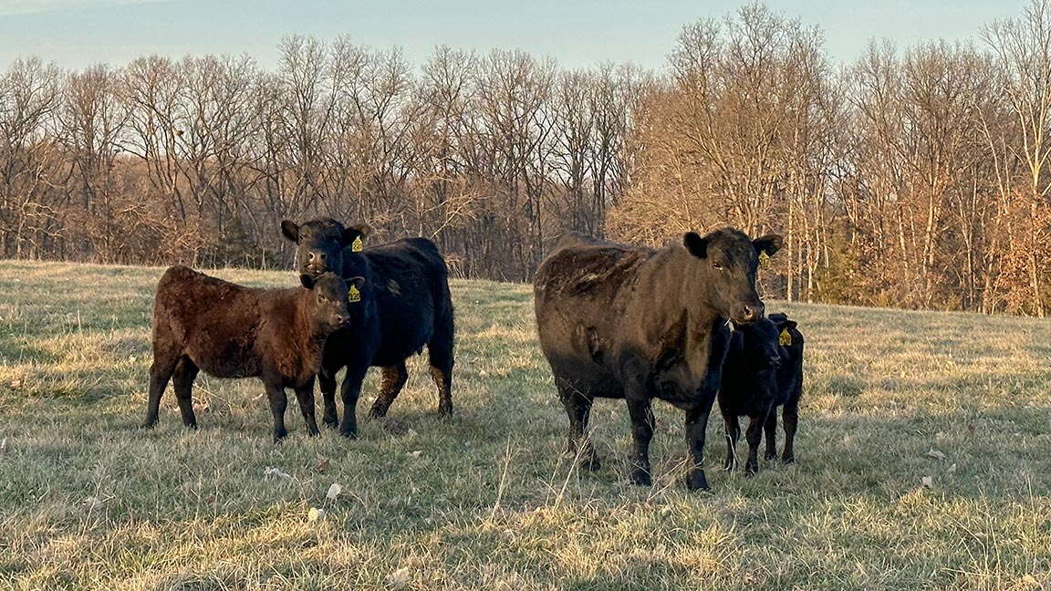 A heifer vaccination program should begin while those heifers are still on the cow. 