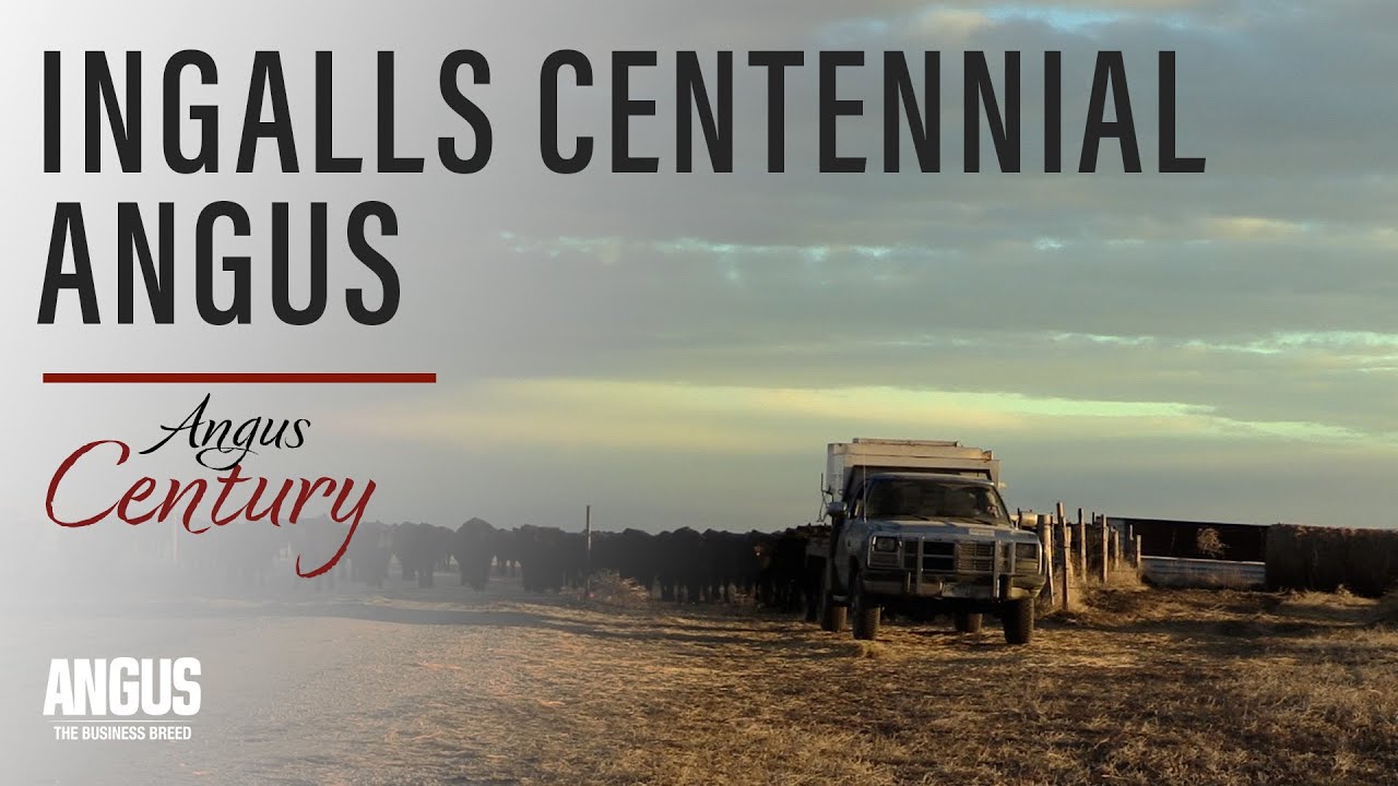 Ingalls Centennial Angus - Angus Century Award