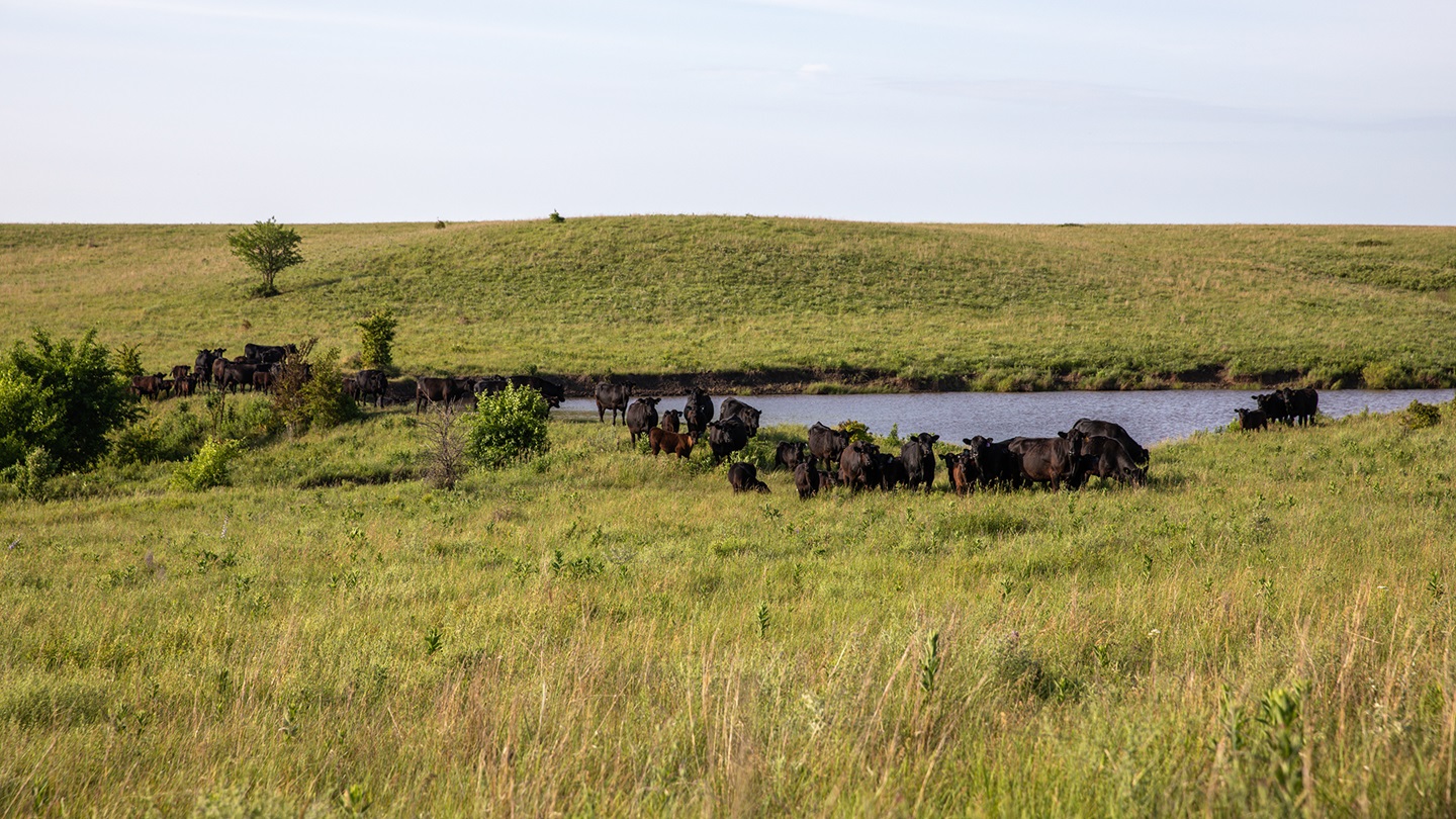 cattle on pasture near pond