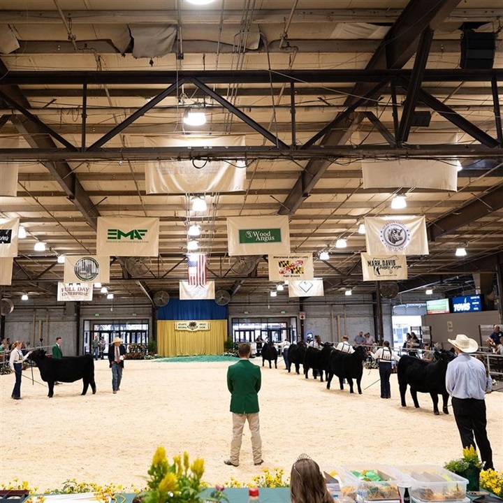 Ring shot of Atlantic National Junior Angus Show 2024.