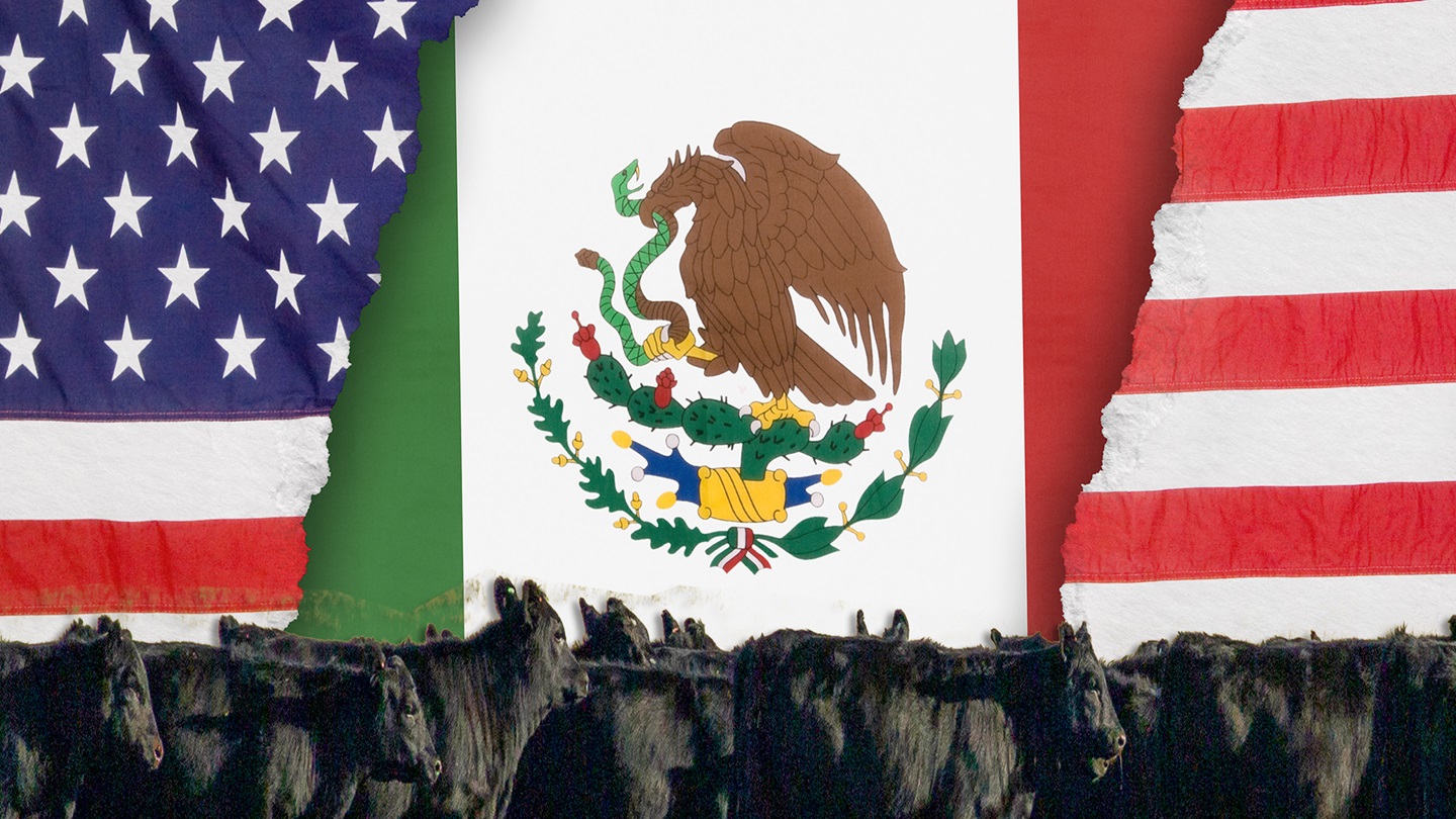 Mexican-American cattle trade
