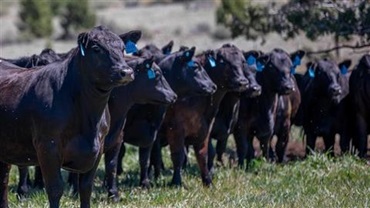 Black Angus steer calves standing in a line looking straight ahead.