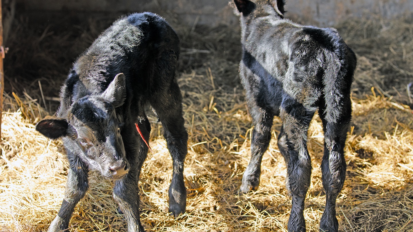 Angus calves