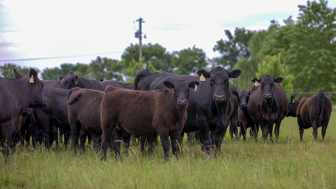 cattle on pasture