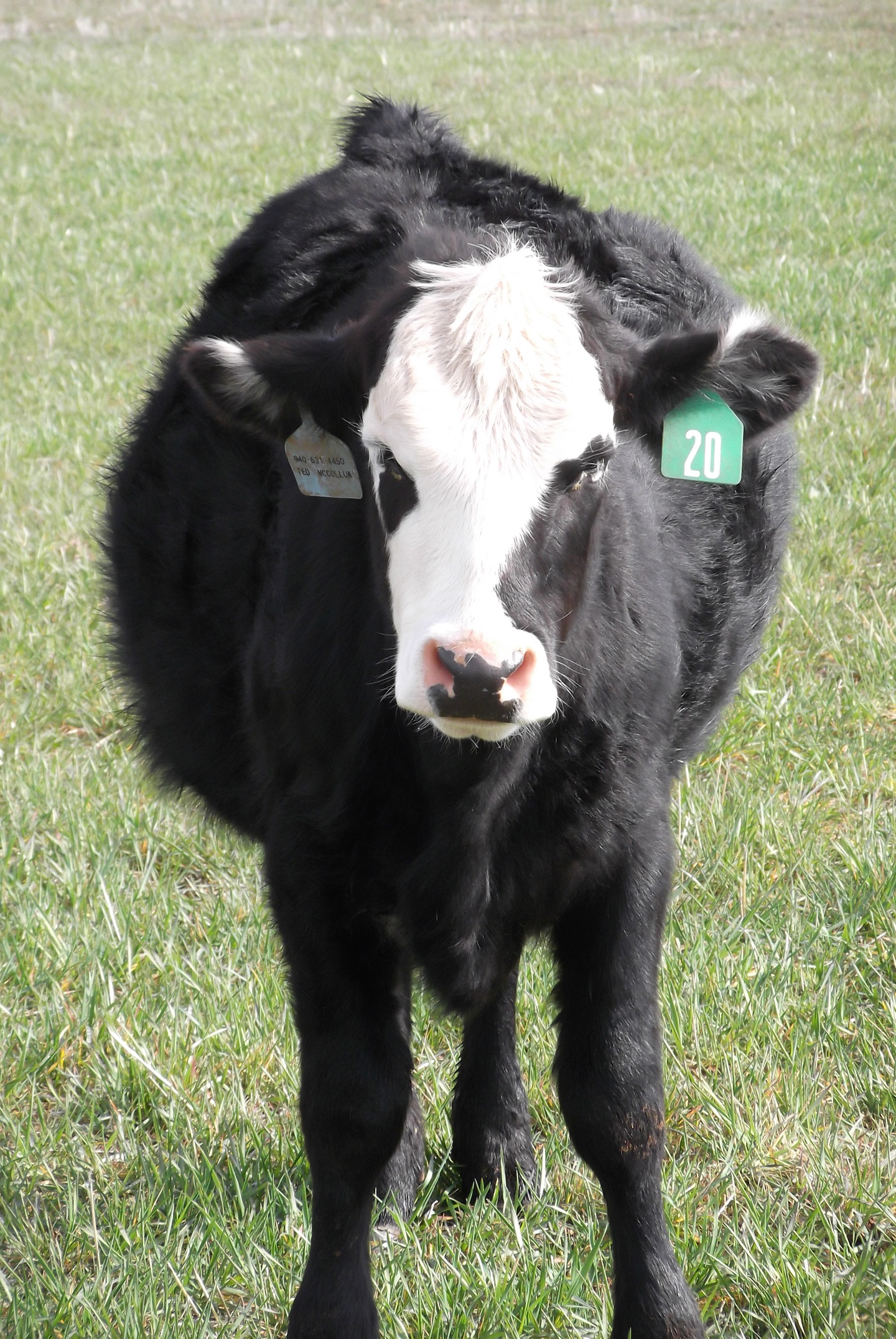 Bloat can be a problem for cattle on wheat pasture, says Ron Gill. Cattlemen often supplement a little distillers’ grains or corn gluten feed to lessen the risk of bloat.