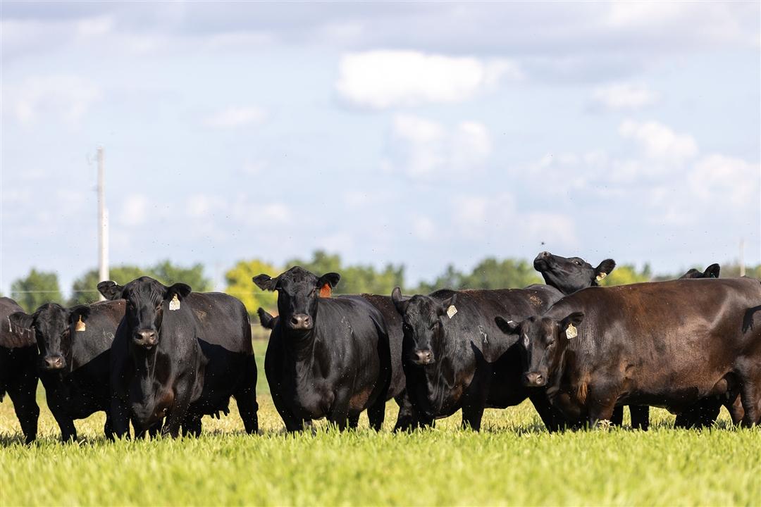 Youth utilizing Angus genetics can apply for the Commercial Cattlemen Scholarship now through May 1. The program helps support students in advancing their education and careers.