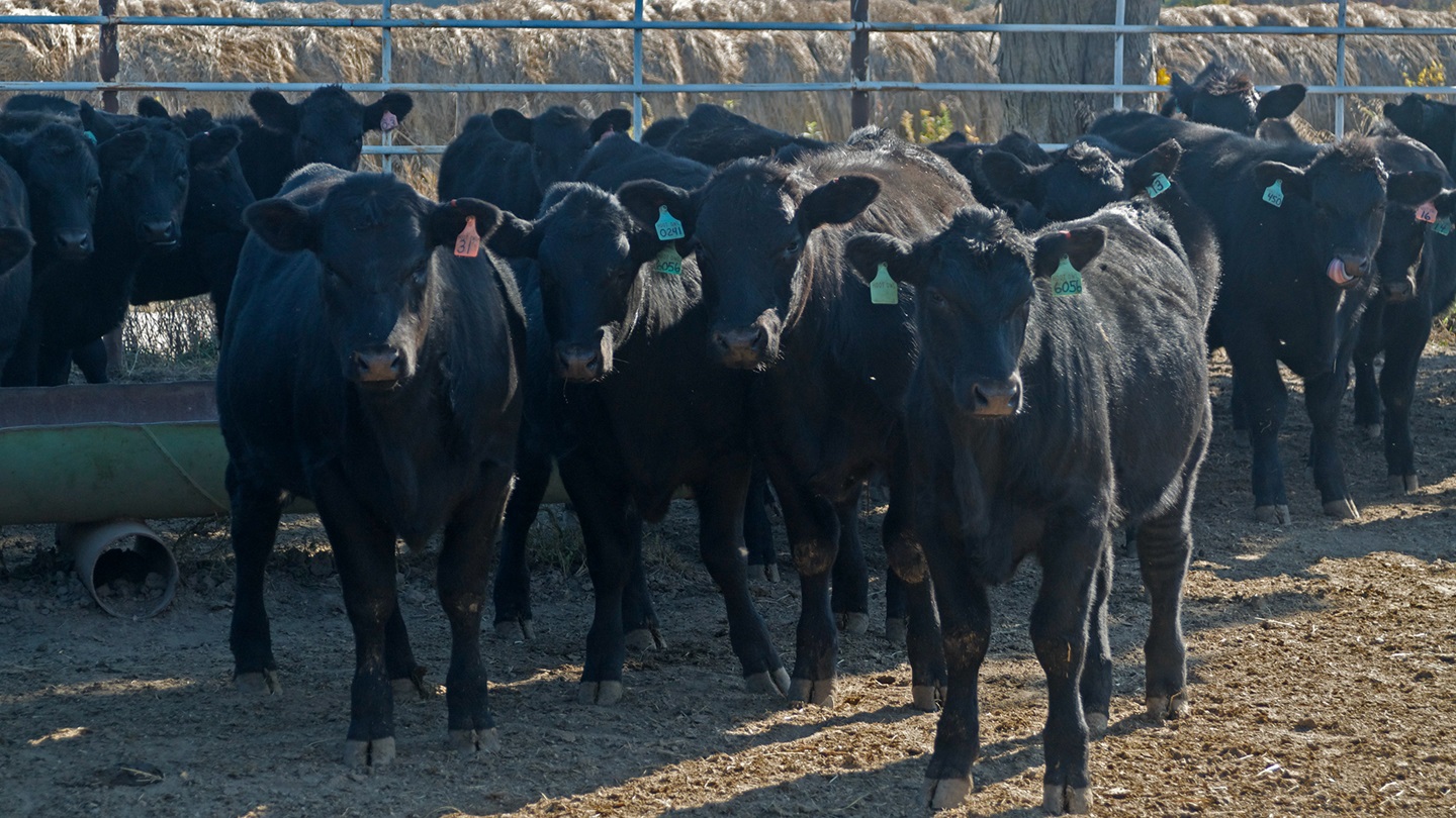 weaned calves
