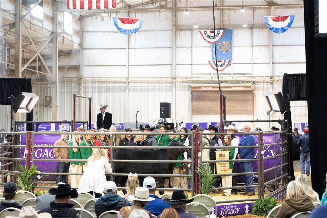 A full sale arena of potential bidders and Foundation supporters gather at the 2026 Angus Foundation Heifer package.