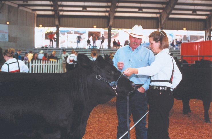 judge at cattle showmanship contest