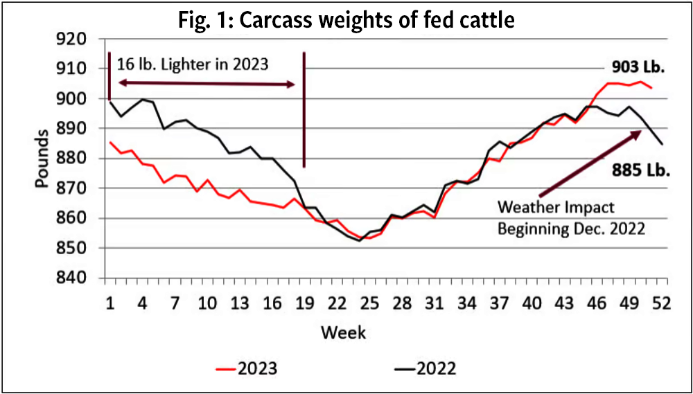 Carcass weighs of fed cattle