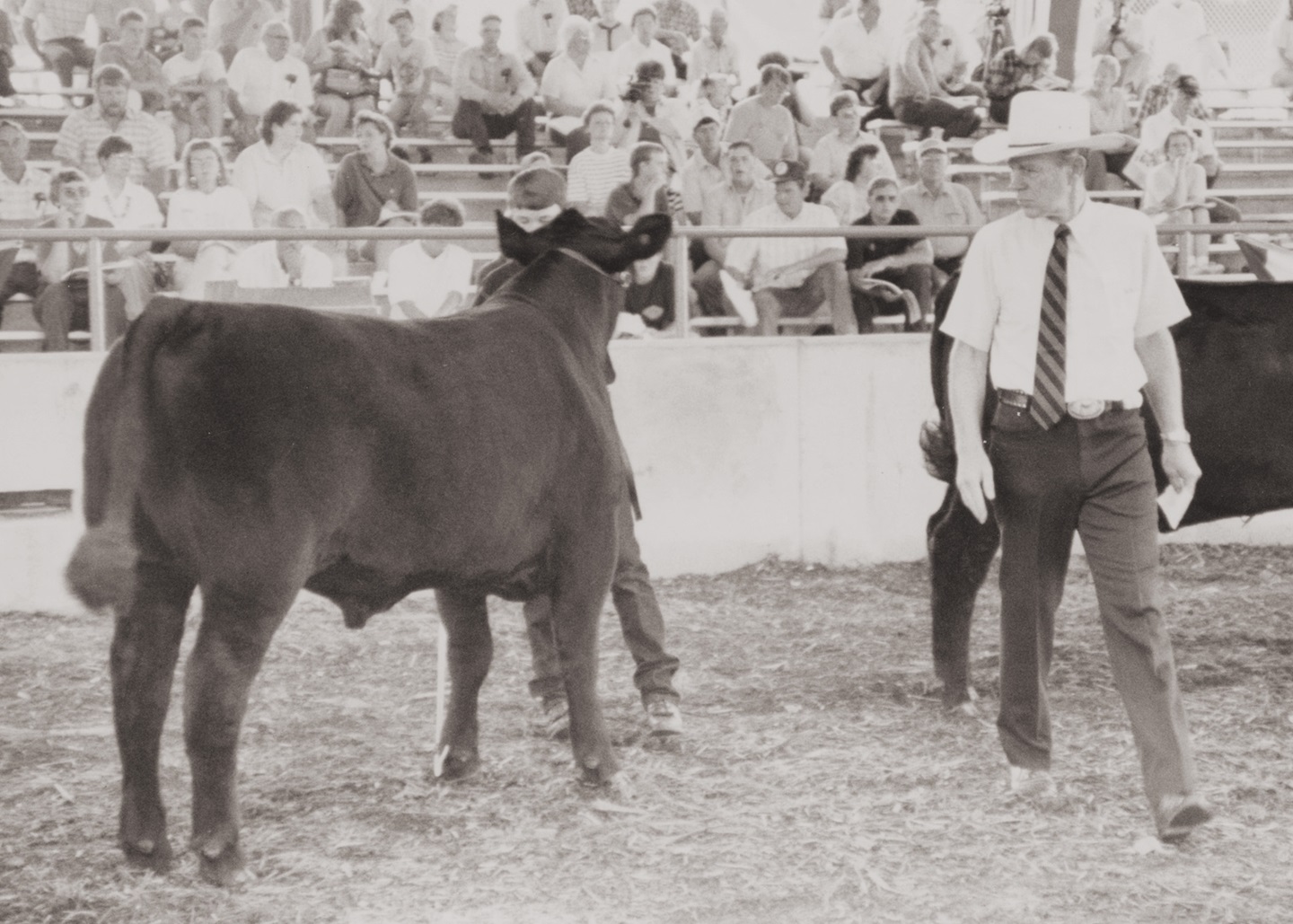 Ritchie judging black cattle