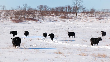 A group of Angus cattle walking through a snowy pasture.