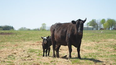 cow calf