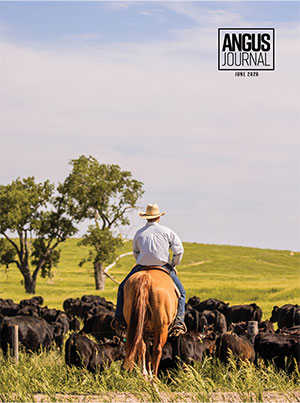 Angus Journal