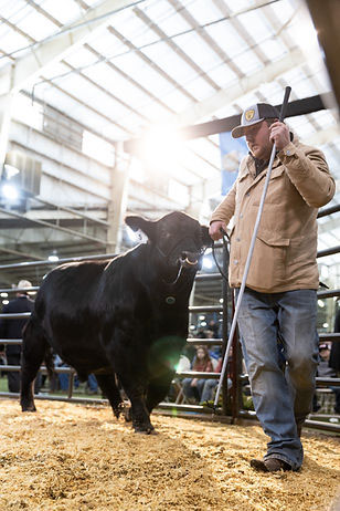 Man leading bull around sale ring at Cattleman's Congress in Oklahoma City, Oklahoma