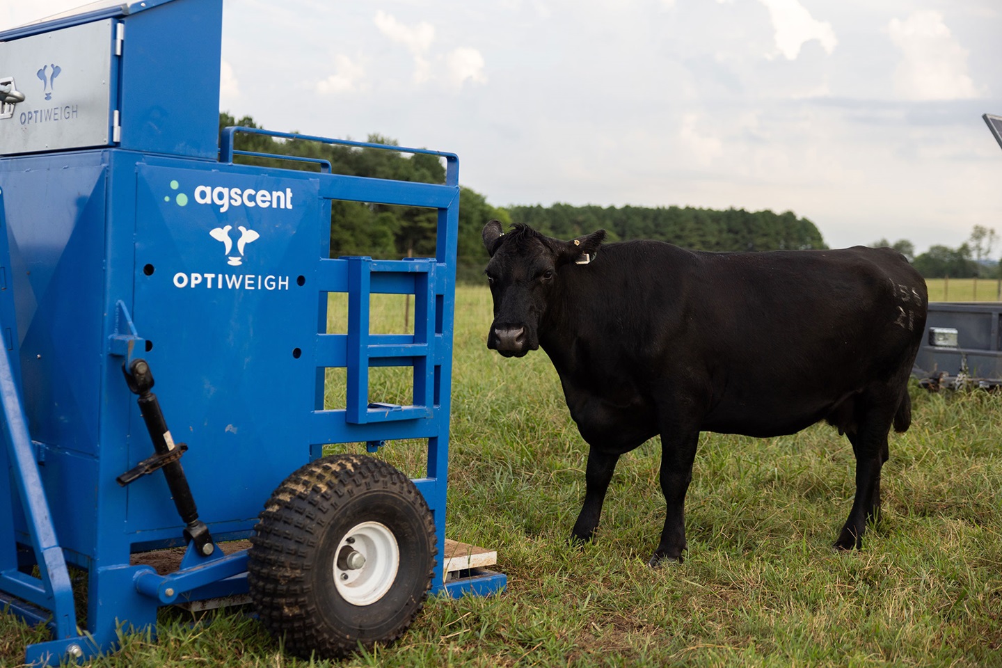 Examples of an Optiweigh portable unit for cattle as seen in Tennessee. Photo by H. Harbin, courtesy UTIA.