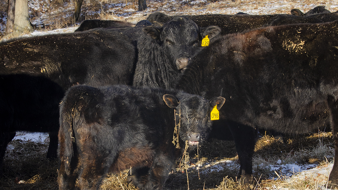 Young bulls eating the same diet as cows may be challenged if not properly transitioned first.