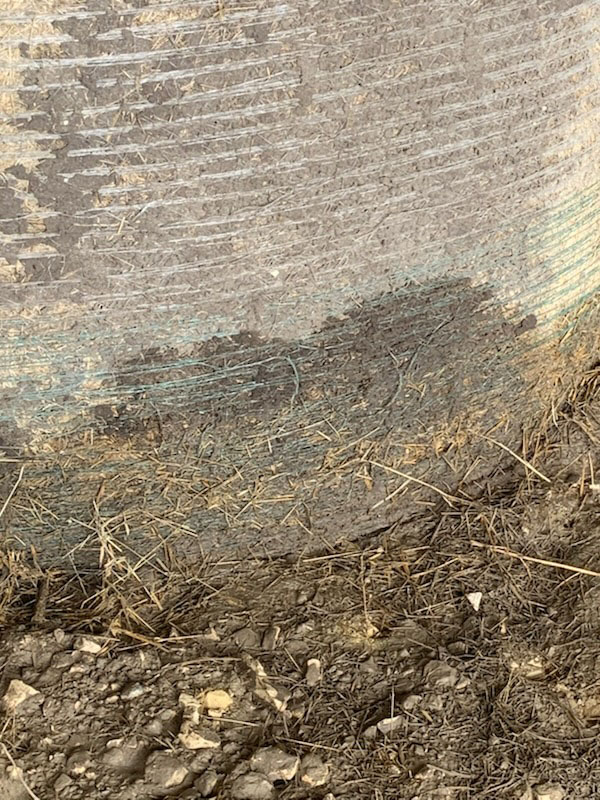 Producers should mark water-damaged bales of hay with spray paint to ensure they can be differentiated from undamaged bales as they dry. [Photo by Bryan Davis, Texas A&M AgriLife.]