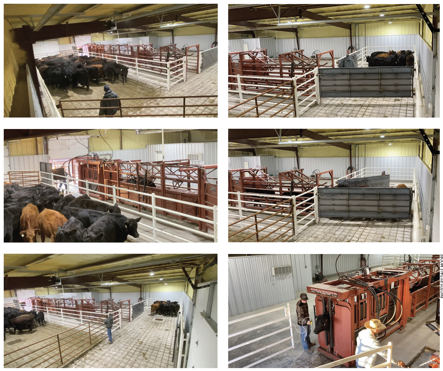 The indoor processing facility at Cattlemen’s Choice Feedyard provides a comfortable environment to process cattle rain or shine. Design input from Bud Williams assures good animal flow, minimizing stress on cattle and people.