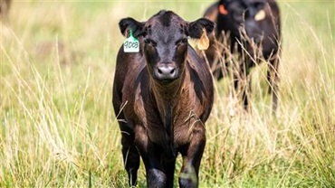 Black Angus calf standing in a tall, grassy pasture.