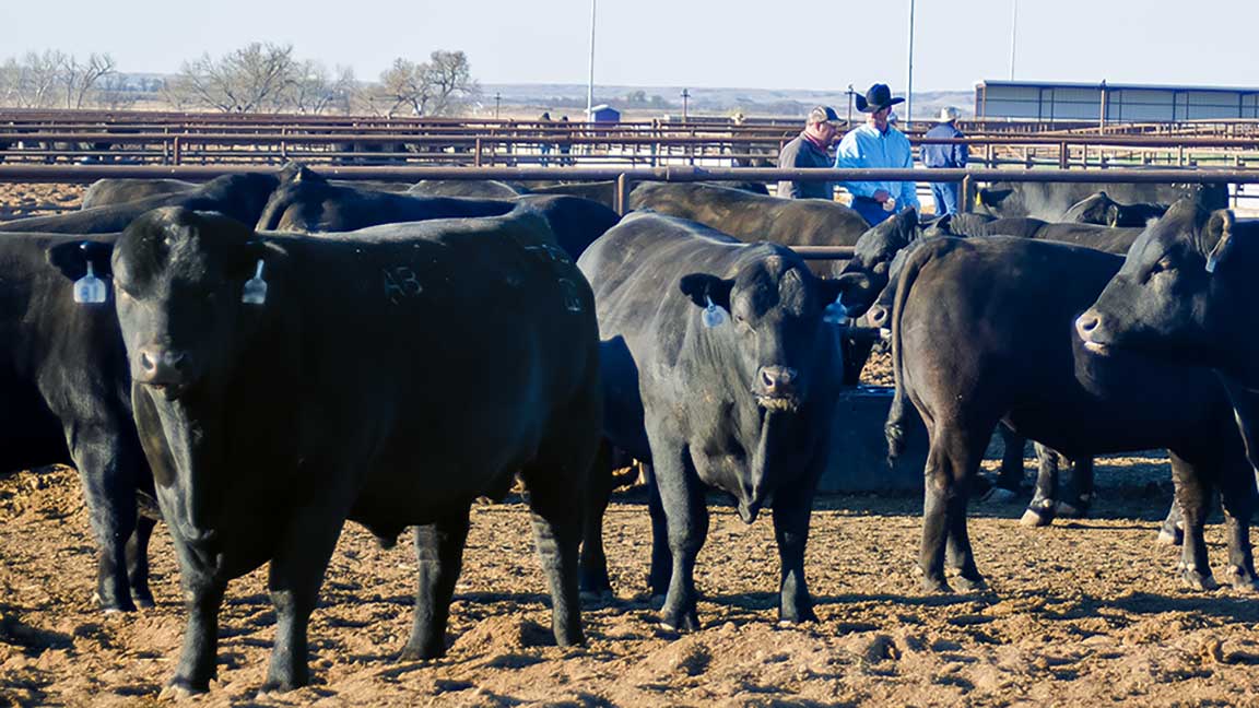 bulls in feedyard