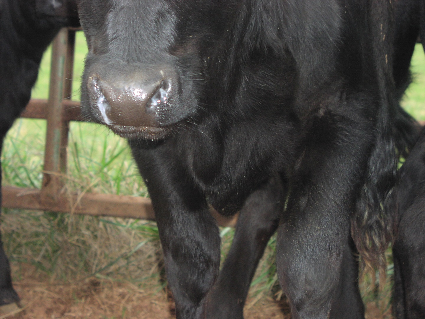 calf