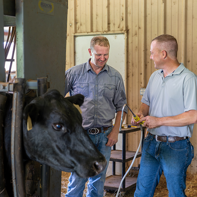 Buck Rich (left) works cows with his herd veterinarian, Tyler Thomas.