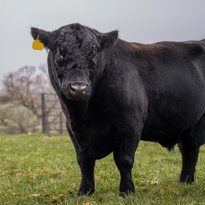 2026 Spring Angus Bull Book