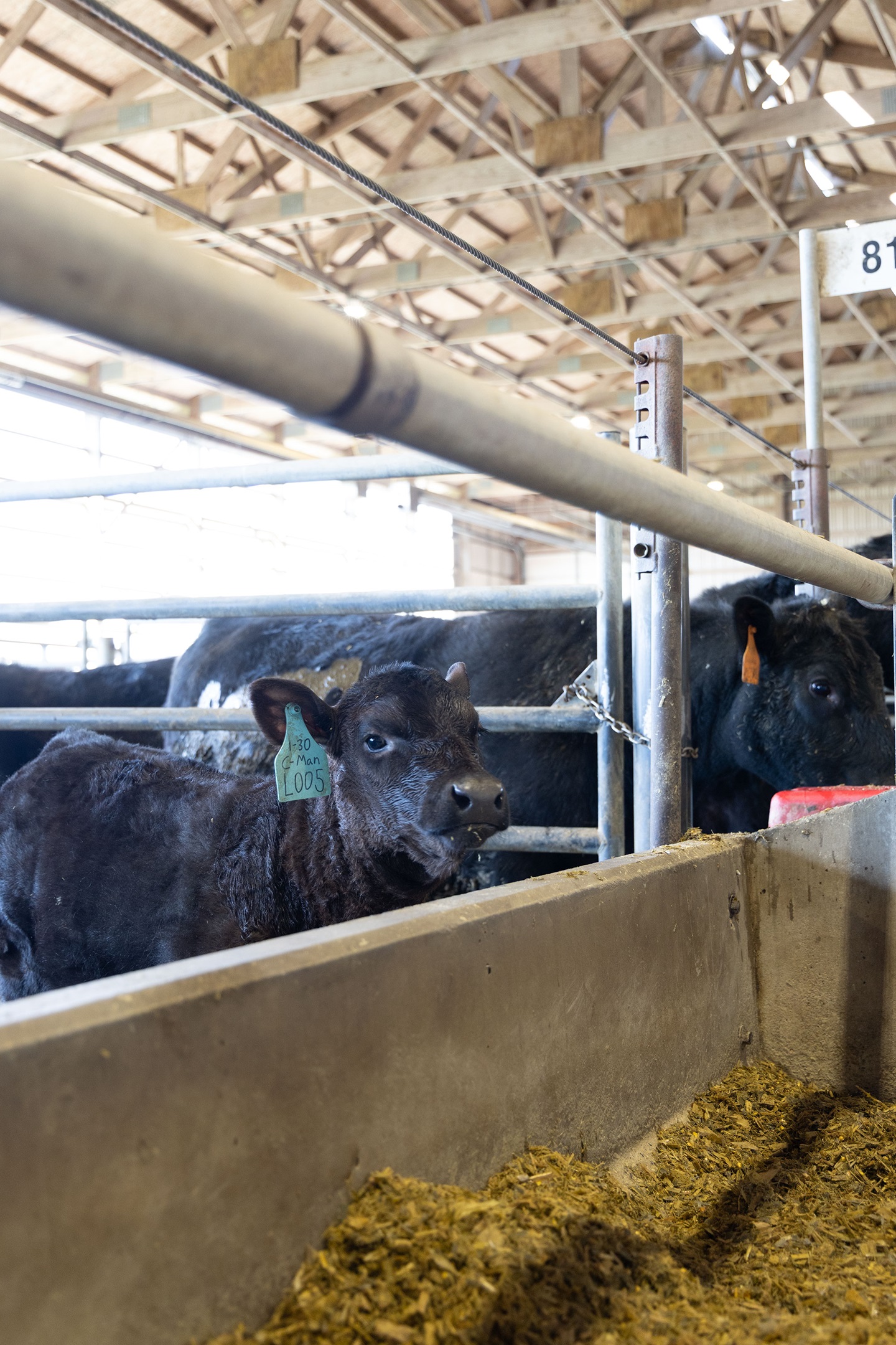 An Angus cow eats at a feed bunk as part of a feed efficiency study.
