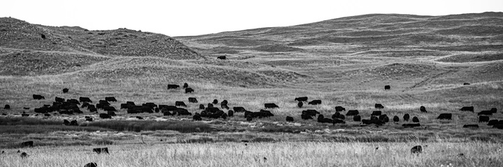 Cows grazing in pasture