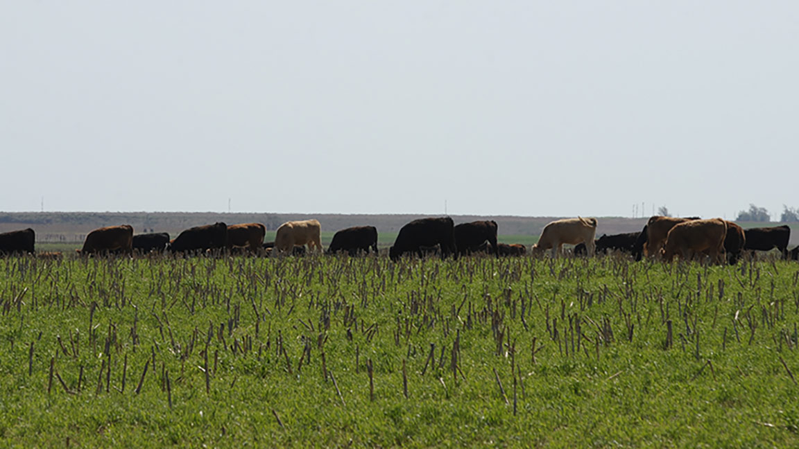 Cattle on wheat. [Photo courtesy of K-State Research and Extension.]