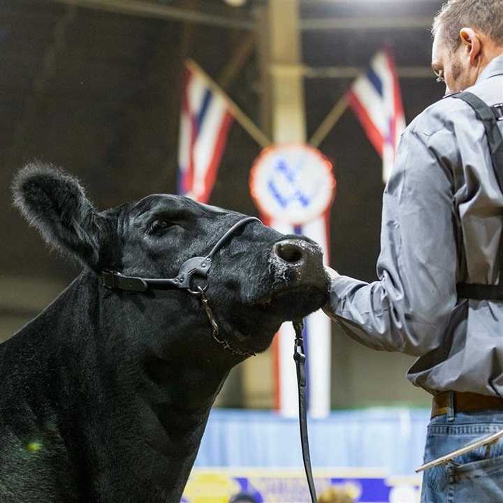 A close-up photo of a male exhibitor and an Angus heifer at the 2024 National Western Stock Show event.