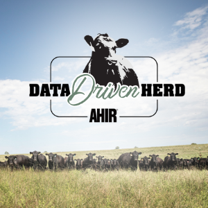 The American Angus Association’s Angus Herd Improvement Records launches new program to recognize herds committed to data collection and the continued improvement of their herd and the Angus breed.