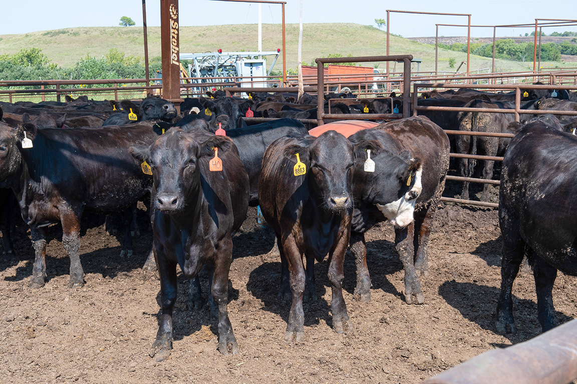 “Utilizing the stocker phase is an economic decision,” says AJ Tarpoff. “There are periods of time when the cost of gain is such that sending directly to the feedlot and reducing overall days of production is the best call.”