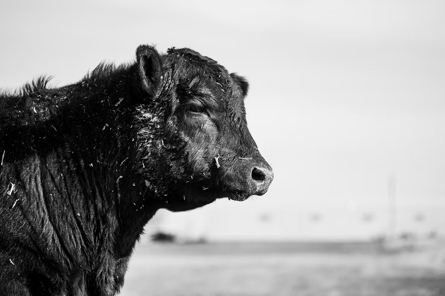 Angus bull black and white
