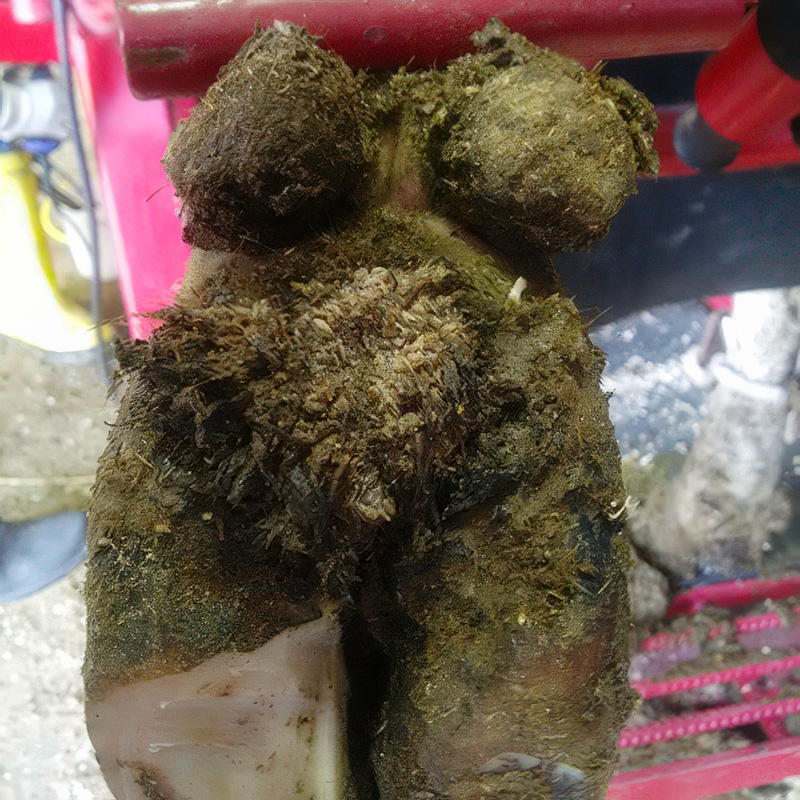 hairy heel waarts