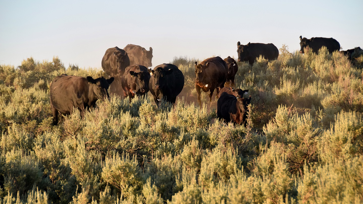 cattle on range