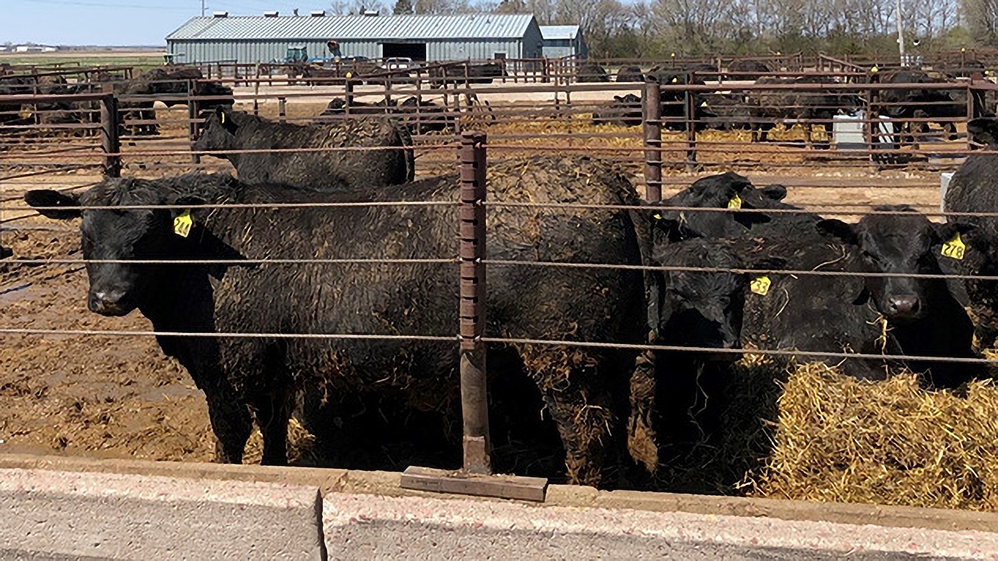 cattle on bedding