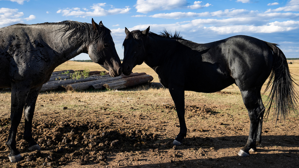 Horses infected with strangles, a highly contagious respiratory disease, should not be allowed to mingle with other horses. [Photo by Sam Craft/Texas A&M AgriLife.]