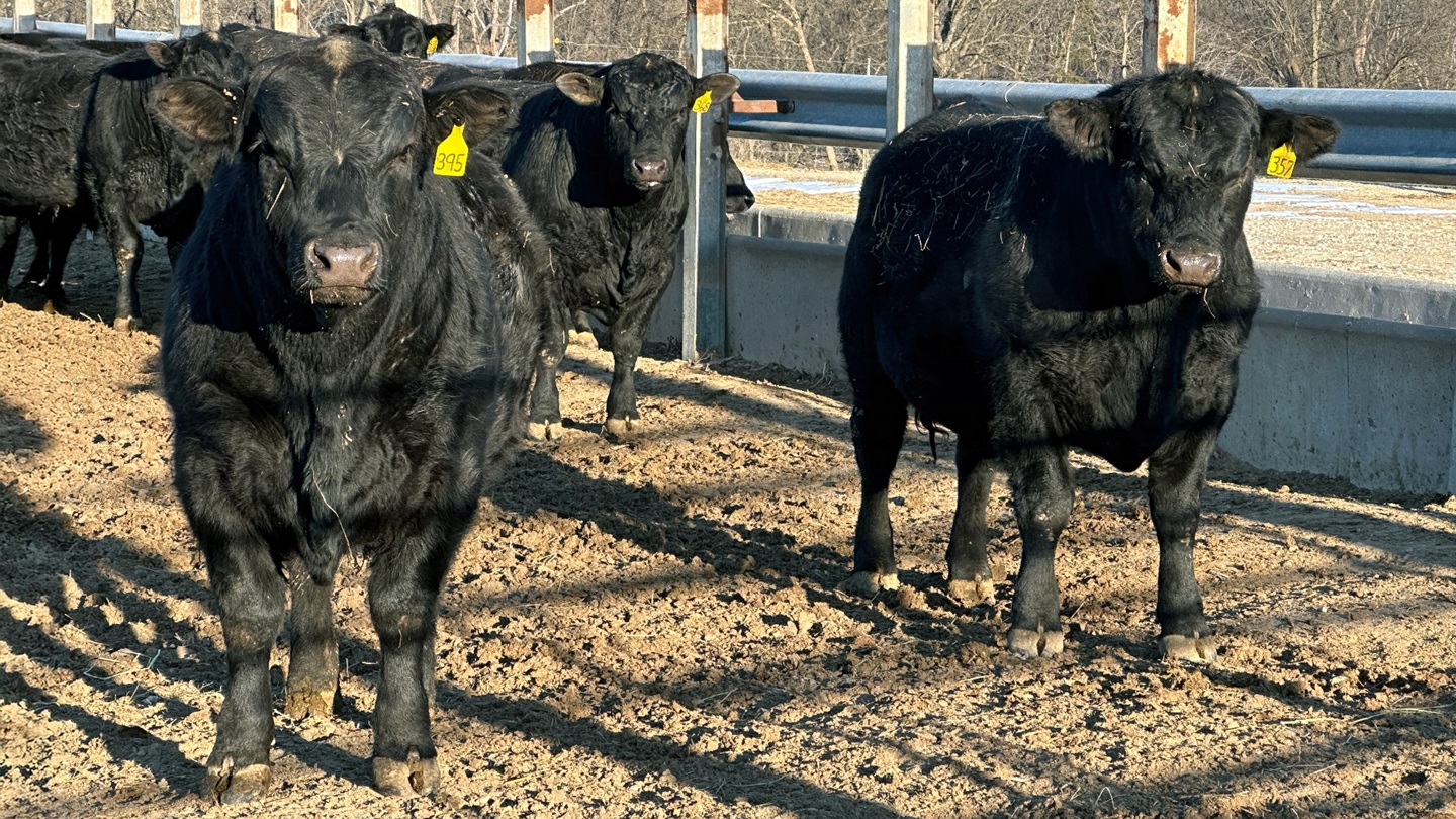 Young bulls in dry lot