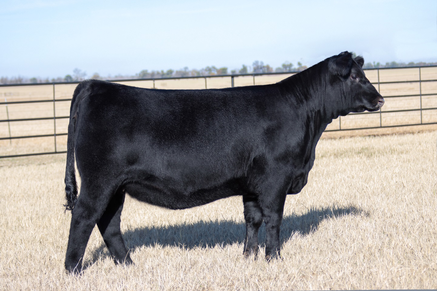 Wilks Rita 4728 to sell as the 2026 Angus Foundation Heifer Package, donated by Wilks Ranch of Eastland, Texas. The sale of the Angus Foundation Heifer Package will take place Friday, January 9, 2026, at the 87th National Angus Bull Sale during Cattlemen’s Congress in Oklahoma City.  