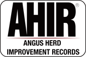 AHIR Angus Herd Improvement Records Logo