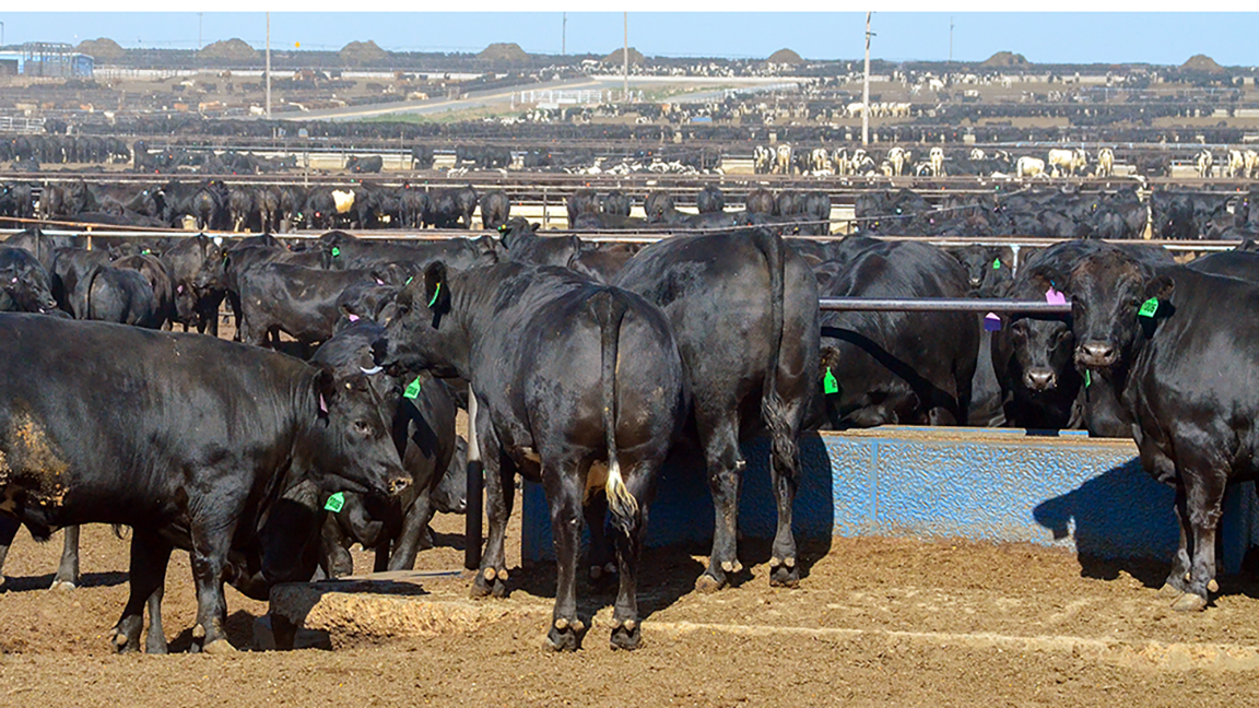 Feedyard