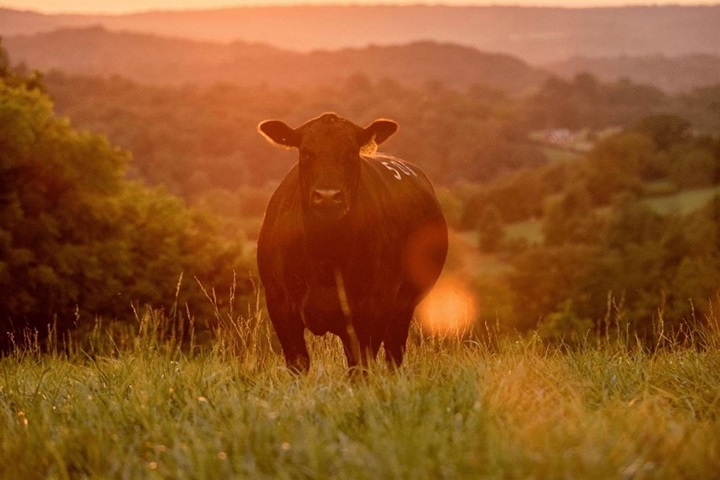 Ingram Angus cattle