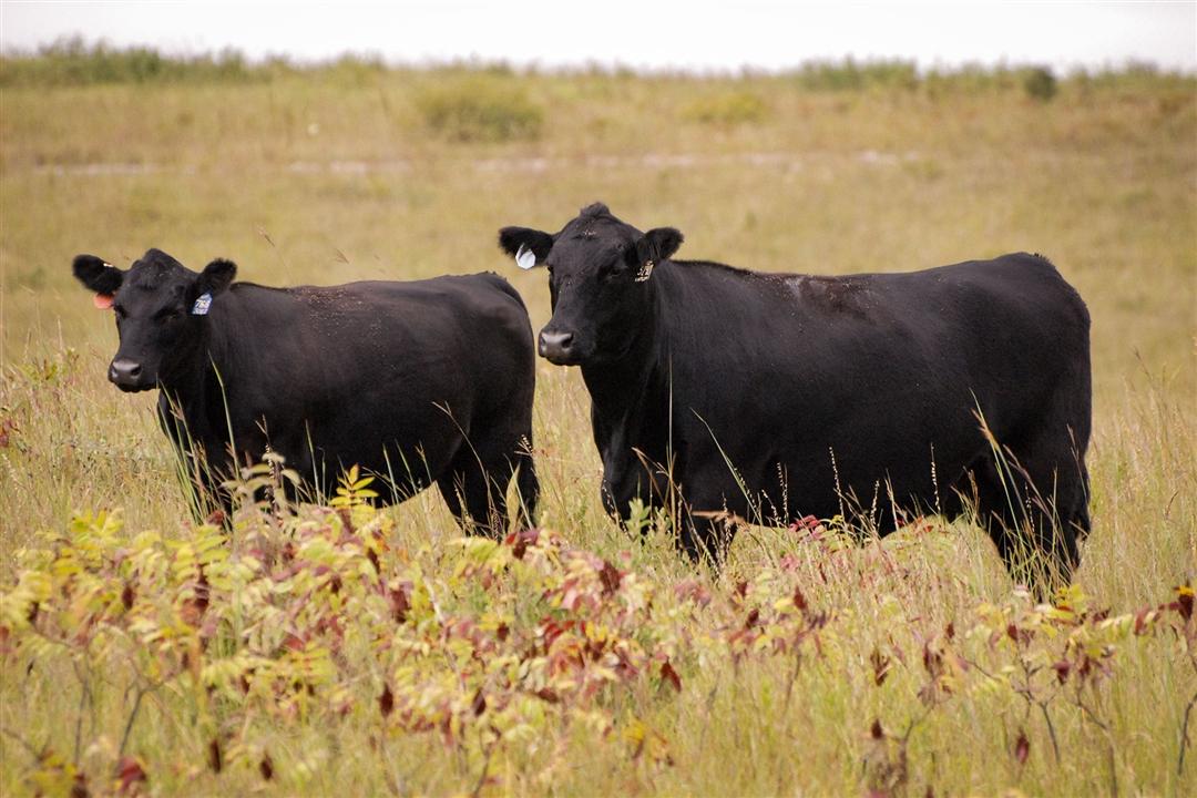 Two Angus cows standing in a tall fall pasture.