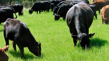 cows and calves on pasture