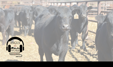 Black calf in a stockyard pen.