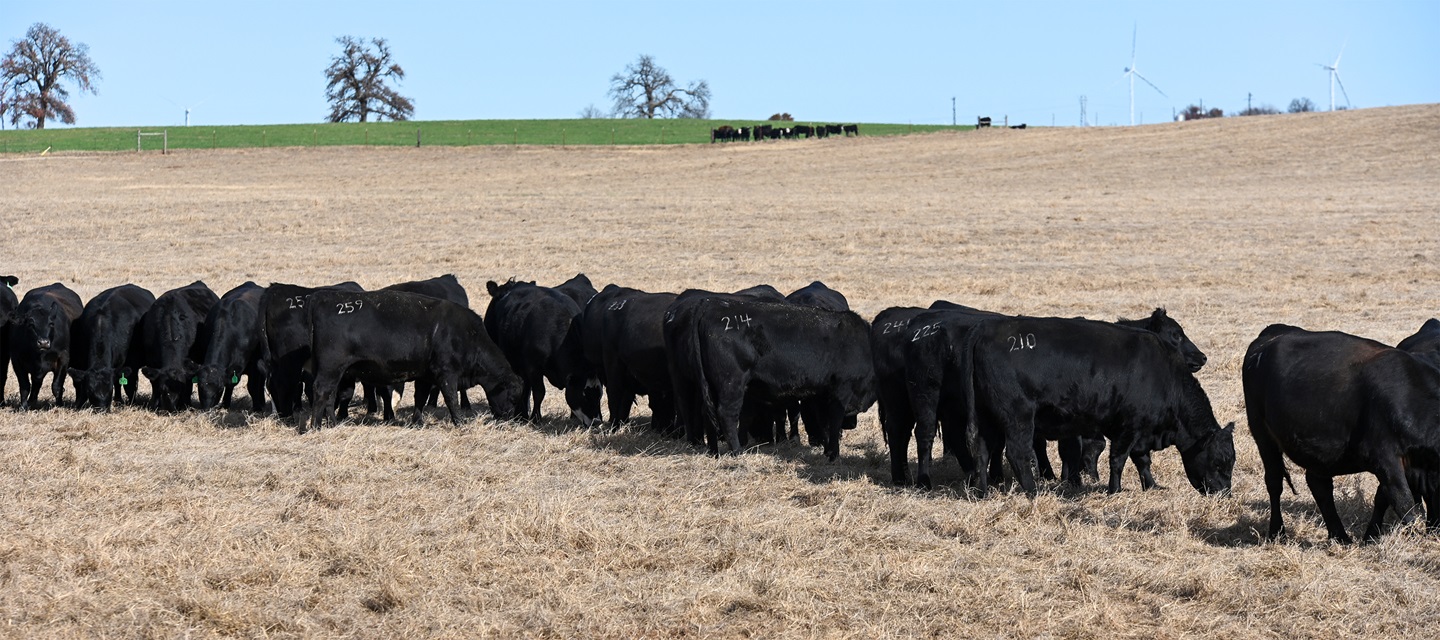 Hopson Angus cattle