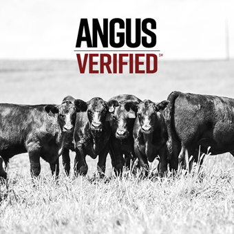 Calves in field with AV logo